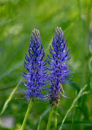 Attēlu rezultāti vaicājumam “Phyteuma spicatum bud”