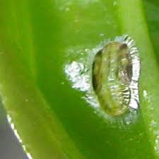 Attēlu rezultāti vaicājumam “Aleurochiton aceris nymph”