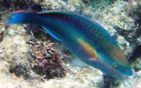 Image result for Scarus taeniopterus