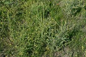 Attēlu rezultāti vaicājumam “Sisymbrium volgense”