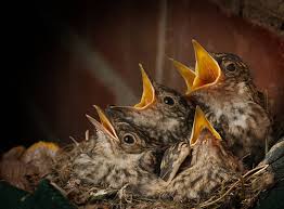 Attēlu rezultāti vaicājumam “Muscicapa striata nest”