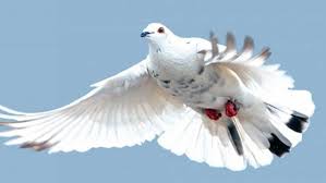 Attēlu rezultāti vaicājumam “Columbiformes”