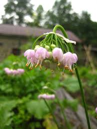 Attēlu rezultāti vaicājumam “Allium cepa flower”