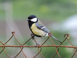 Attēlu rezultāti vaicājumam “Parus major female”