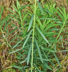 Attēlu rezultāti vaicājumam “Euphorbia virgata leaf”