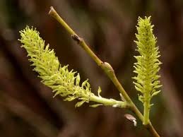 Attēlu rezultāti vaicājumam “Salix triandra male flower”