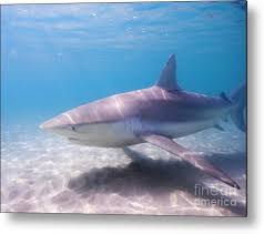 Image result for Carcharhinus obscurus
