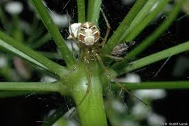 Attēlu rezultāti vaicājumam “Phylloneta cocoon”
