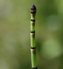 Attēlu rezultāti vaicājumam “Equisetum hyemale”