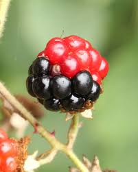 Attēlu rezultāti vaicājumam “Acalitus longisetosus”