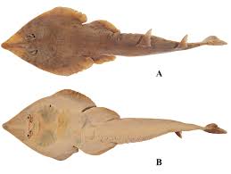 Image result for Acroteriobatus blochii