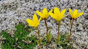 Attēlu rezultāti vaicājumam “Saxifraga hirculus flower”