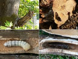 Attēlu rezultāti vaicājumam “Paracorymbia maculicornis imago”