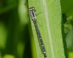 Attēlu rezultāti vaicājumam “Enallagma cyathigerum”