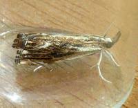 Attēlu rezultāti vaicājumam “Catoptria verellus”