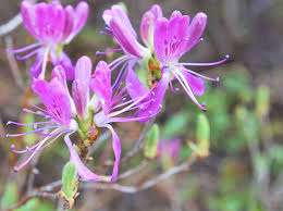 Attēlu rezultāti vaicājumam “Rhododendron canadense”
