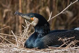 Attēlu rezultāti vaicājumam “Phalacrocorax carbo nest”