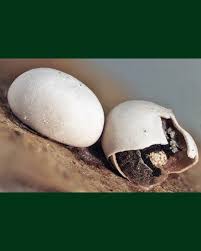 Attēlu rezultāti vaicājumam “Diderma testaceum”