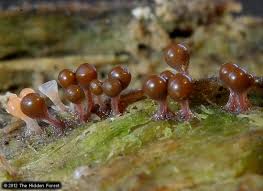 Attēlu rezultāti vaicājumam “Hemitrichia calyculata young”