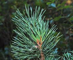 Attēlu rezultāti vaicājumam “Pinus sylvestris”