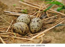 Attēlu rezultāti vaicājumam “Gallinago gallinago eggs”