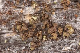 Attēlu rezultāti vaicājumam “Hypocenomyce friesii”