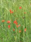 Wild poppies (Papaver rhoeas) - via Daymix