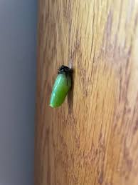 Attēlu rezultāti vaicājumam “Ceruchus chrysomelinus”