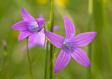 Attēlu rezultāti vaicājumam “Campanula patula fruit”