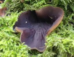 Attēlu rezultāti vaicājumam “Ombrophila violacea spores”