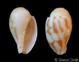 Attēlu rezultāti vaicājumam “Meloe sp. imago”