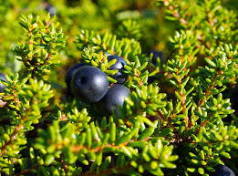 Attēlu rezultāti vaicājumam “Empetrum nigrum”