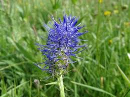 Attēlu rezultāti vaicājumam “Phyteuma spicatum leaf”