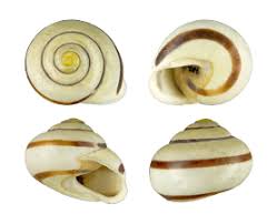 Attēlu rezultāti vaicājumam “Cepaea hortensis”