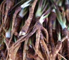 Attēlu rezultāti vaicājumam “Angelica archangelica fruit”