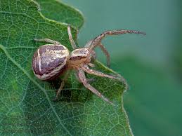 Attēlu rezultāti vaicājumam “Xysticus ulmi”