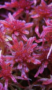 Attēlu rezultāti vaicājumam “Sphagnum warnstorfii”