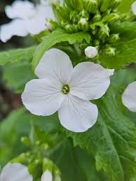 Attēlu rezultāti vaicājumam “Lunaria rediviva leaf”