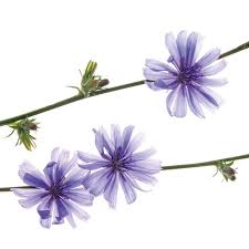 Image result for Zichorie