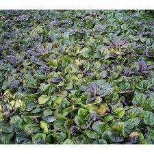 Attēlu rezultāti vaicājumam “Ajuga reptans”