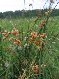 Attēlu rezultāti vaicājumam “Schoenoplectus lacustris subsp. glaucus bud”