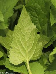 Attēlu rezultāti vaicājumam “Campanula latifolia leaf”