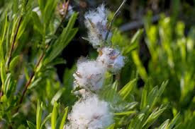 Attēlu rezultāti vaicājumam “Salix repens subsp. rosmarinifolia”