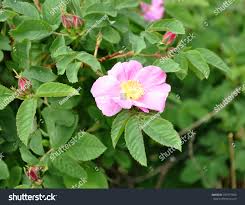 Attēlu rezultāti vaicājumam “Rosa majalis”