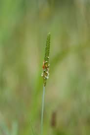 Attēlu rezultāti vaicājumam “Alopecurus aequalis leaf”