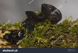 Attēlu rezultāti vaicājumam “Exidia truncata”