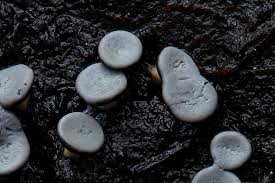 Attēlu rezultāti vaicājumam “Diderma hemisphaericum”