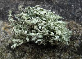 Attēlu rezultāti vaicājumam “Ramalina pollinaria”