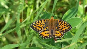 Attēlu rezultāti vaicājumam “Argynnis aglaja underside”