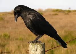 Attēlu rezultāti vaicājumam “Corvidae”